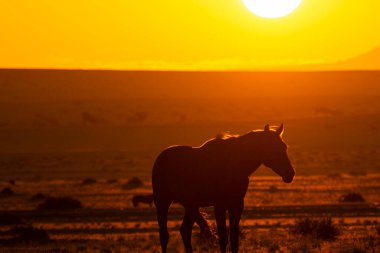 Wild Horses close to Aus in Namib desert during sunset in Namibia.