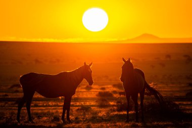 Wild Horses close to Aus in Namib desert during sunset in Namibia.