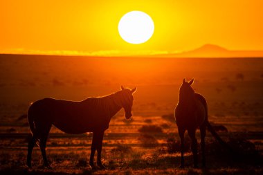 Wild Horses close to Aus in Namib desert during sunset in Namibia.