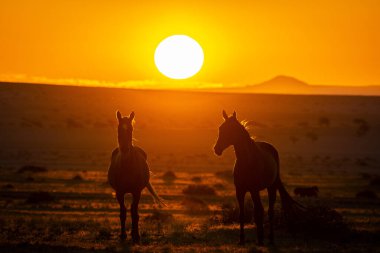 Wild Horses close to Aus in Namib desert during sunset in Namibia.