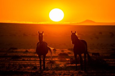 Wild Horses close to Aus in Namib desert during sunset in Namibia.