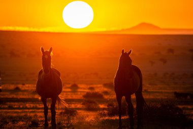Wild Horses close to Aus in Namib desert during sunset in Namibia.