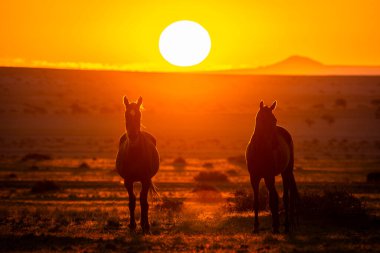 Wild Horses close to Aus in Namib desert during sunset in Namibia.