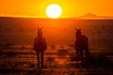 Wild Horses close to Aus in Namib desert during sunset in Namibia.