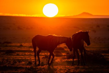 Wild Horses close to Aus in Namib desert during sunset in Namibia.