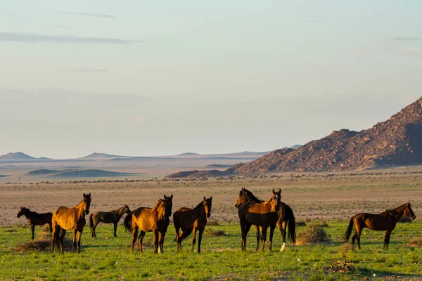 Wild Horses Close Aus Namib Desert Namibia — ストック写真