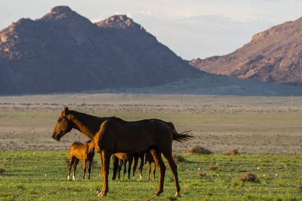 Wild Horses Close Aus Namib Desert Namibia — ストック写真