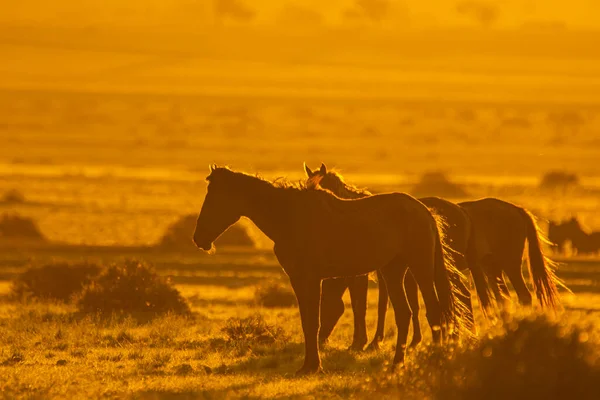 Wild Horses Close Aus Namib Desert Sunset Namibia — ストック写真