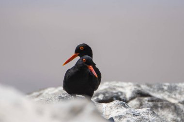 African Black Oystercatcher, Haematopus moquini, on the coast of Namibia, Luderitz.