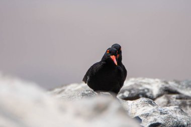 African Black Oystercatcher, Haematopus moquini, on the coast of Namibia, Luderitz.
