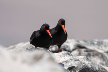 African Black Oystercatcher, Haematopus moquini, on the coast of Namibia, Luderitz.