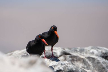 African Black Oystercatcher, Haematopus moquini, on the coast of Namibia, Luderitz.