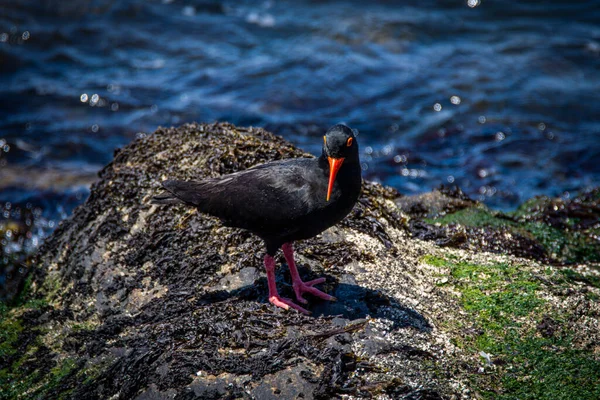 Stock image African Black Oystercatcher, Haematopus moquini, on the coast of Namibia, Luderitz.