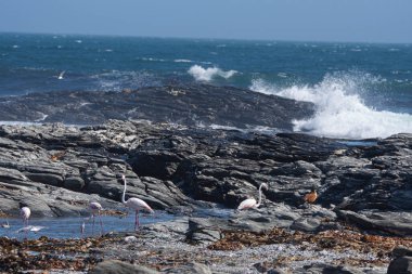 Greather flamingoları, Phoenicopterus gülü, Namibya Luderitz 'de.