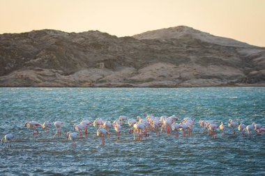 The Greather flamingos, Phoenicopterus roseus, in Luderitz in Namibia clipart