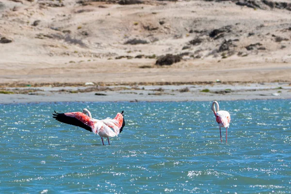 Greather Flamingos Phoenicopterus Roseus Luderitz Namibia — Stockfoto