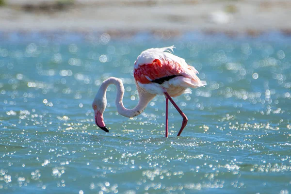 Greather Flamingi Fenicopterus Roseus Luderitz Namibii — Zdjęcie stockowe