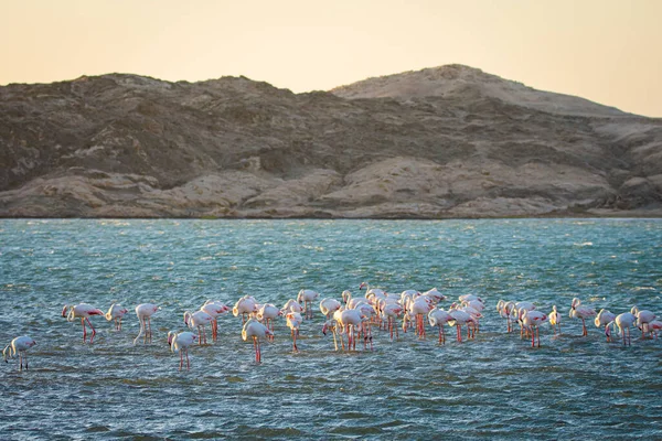 Greather Flamingók Phoenicopterus Roseus Luderitzben Namíbiában — Stock Fotó