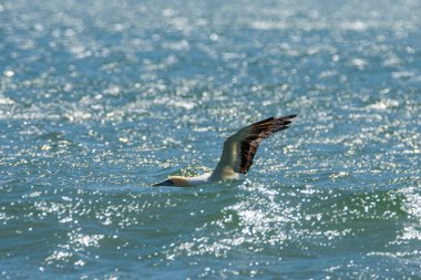 Uçan sümsük kuşu, Namibya 'da Luderitz