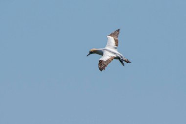 Uçan sümsük kuşu, Namibya 'da Luderitz