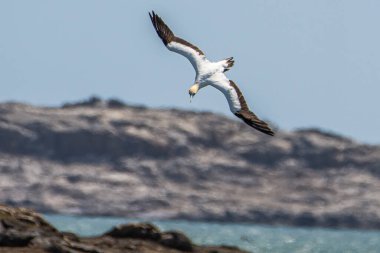 Uçan sümsük kuşu, Namibya 'da Luderitz