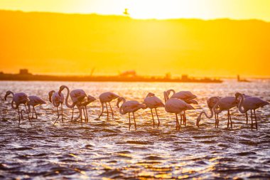 Günbatımında flamingolar, Namibya 'da Luderitz