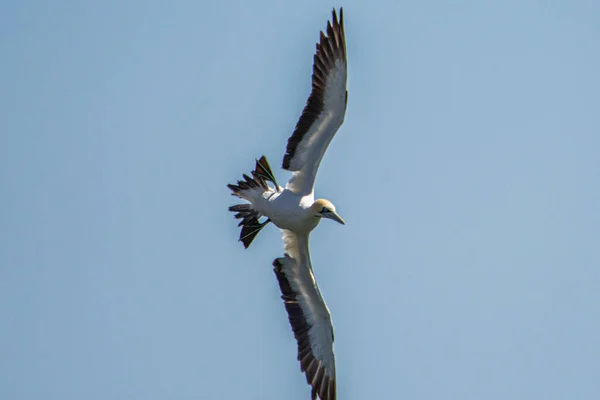 stock image Flying cape gannet, Luderitz in Namibia