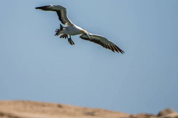 Flying Cape Gannet Luderitz Namibia — Stock Photo, Image