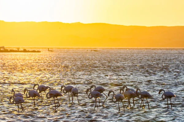 Flamingor Solnedgången Luderitz Namibia — Stockfoto