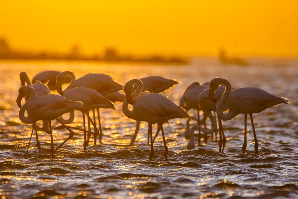 Flamingos Během Západu Slunce Luderitz Namibii — Stock fotografie