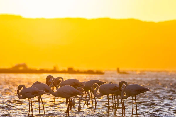 Flamingos Sunset Luderitz Namibia — Stock Photo, Image