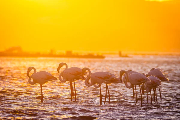 Flamingi Zachodzie Słońca Luderitz Namibii — Zdjęcie stockowe