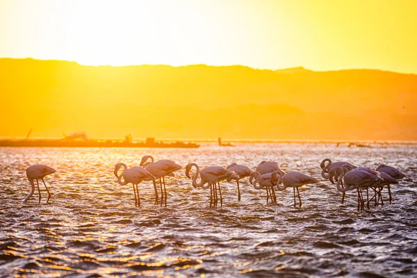 Flamingor Solnedgången Luderitz Namibia — Stockfoto