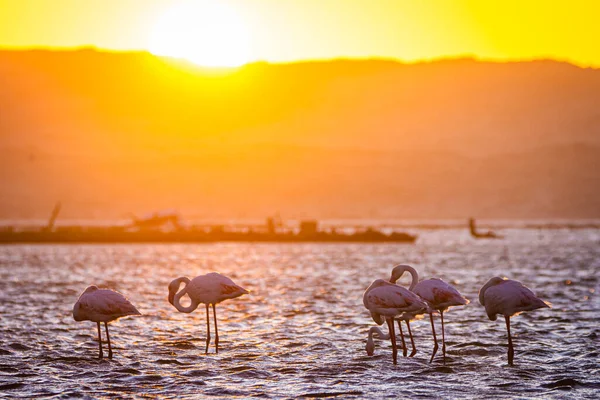 Фламинго Закате Людериц Намибии — стоковое фото
