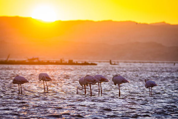 Flamingos Sunset Luderitz Namibia — Stock Photo, Image