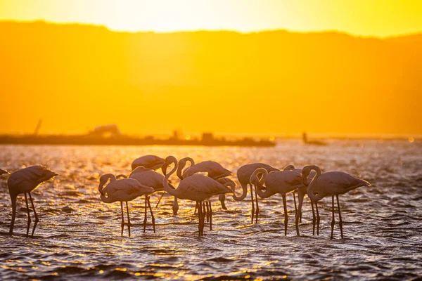 Flamingók Naplementekor Luderitz Namíbiában Stock Kép