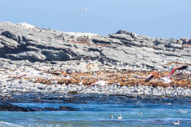 Namibya 'daki Luderitz yakınlarında Atlantik Okyanusu kıyısı