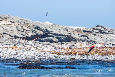 Namibya 'daki Luderitz yakınlarında Atlantik Okyanusu kıyısı
