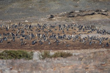 Afrika penguenleri, Spheniscus demersus, Halifax Adası 'nda, Namibya' nın Luderitz kasabası yakınlarında.