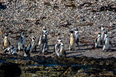 Afrika penguenleri, Spheniscus demersus, Halifax Adası 'nda, Namibya' nın Luderitz kasabası yakınlarında.