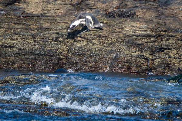 Afrikanische Pinguine Spheniscus Demersus Auf Halifax Island Nahe Der Stadt — Stockfoto