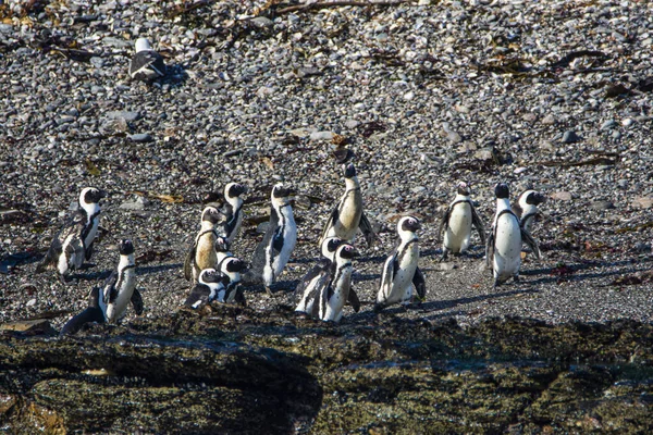 Pingüinos Africanos Spheniscus Demersus Isla Halifax Cerca Ciudad Luderitz Namibia —  Fotos de Stock