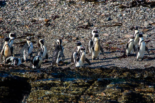 Pingüinos Africanos Spheniscus Demersus Isla Halifax Cerca Ciudad Luderitz Namibia —  Fotos de Stock