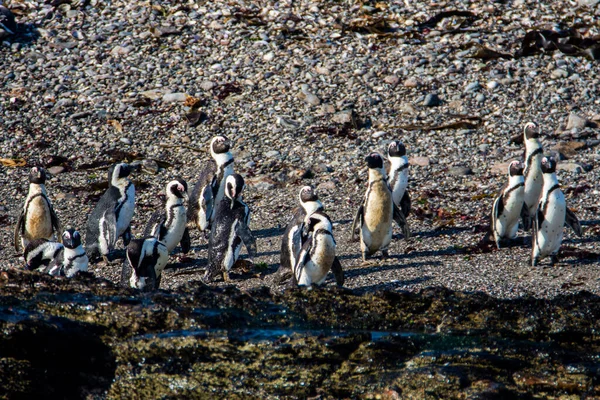 Afrikanska Pingviner Spheniscus Demersus Halifax Island Nära Luderitz Stad Namibia — Stockfoto