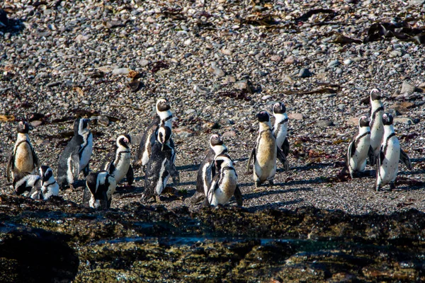 Pinguins Africanos Spheniscus Demersus Ilha Halifax Perto Cidade Luderitz Namíbia — Fotografia de Stock