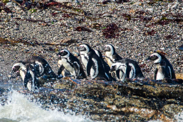 Afrikaanse Pinguïns Spheniscus Demersus Het Eiland Halifax Vlakbij Luderitz Stad — Stockfoto