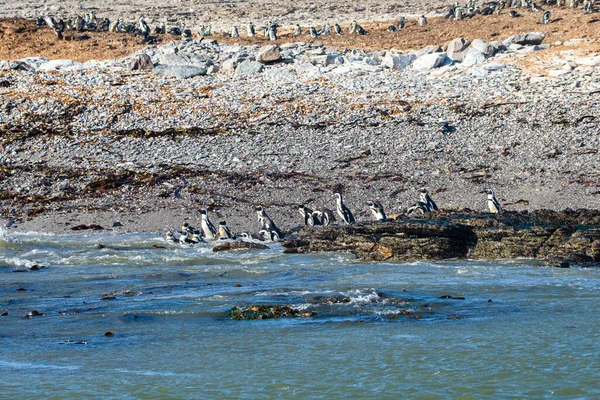 ナミビアのルーデリッツの町に近いハリファックス島のアフリカペンギン スフェノスクスのデメリット — ストック写真