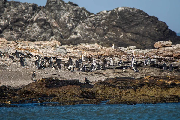 Afrikai Pingvinek Spheniscus Demersus Halifax Szigeten Luderitz Városához Közel Namíbiában Stock Kép