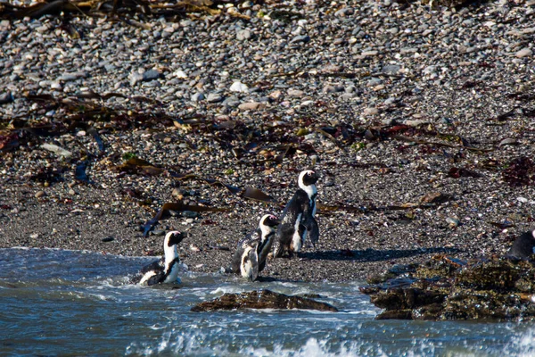 Африканские Пингвины Spfiscus Demersus Острове Халифакс Недалеко Города Людериц Штате Лицензионные Стоковые Фото