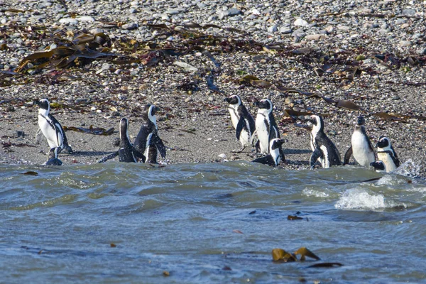 Африканские Пингвины Spfiscus Demersus Острове Халифакс Недалеко Города Людериц Штате Лицензионные Стоковые Изображения
